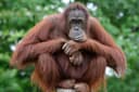 Sobat Kom, Mari Mengenal  Orang Utan dan Jenisnya
