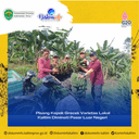 Pisang Kepok Grecek Varietas Lokal Kaltim Diminati Pasar Luar Negeri