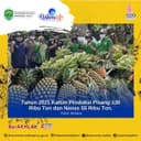 Tahun 2021 Kaltim Produksi Pisang 130 Ribu Ton dan Nanas 55 Ribu Ton