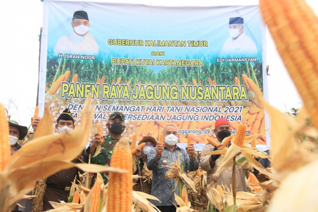 Sektor Pertanian Kaltim Tetap Eksis dan Unggul, Gubernur Panen Jagung