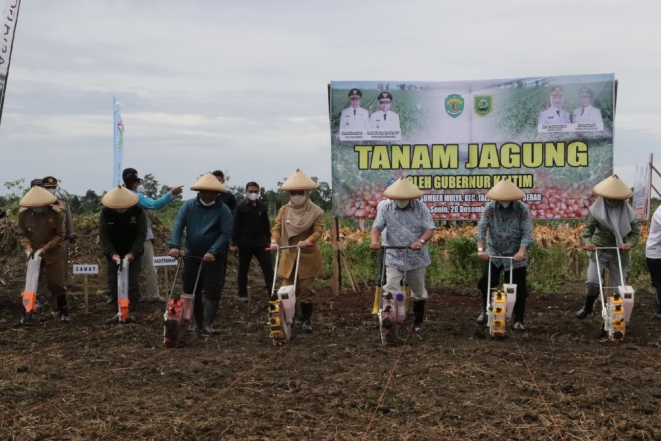 Gubernur Beserta Rombongan Lakukan Panen Raya Jagung di Desa Sumber Mulya